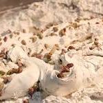 قیمت گز انگبین